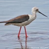Recurvirostridae